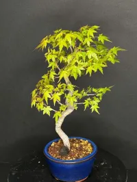 Shohin Japanese Maple Bonsai – Seed Grown | Yozan Pot – Image 1