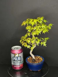 Shohin Japanese Maple Bonsai – Seed Grown | Yozan Pot – Image 2