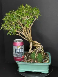 Serissa Bonsai (Snow Rose) – Exposed Root | Flowering Bonsai | YingXing Pot – Image 2