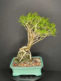 Serissa Bonsai (Snow Rose) – Exposed Root | Flowering Bonsai | YingXing Pot – Image 3