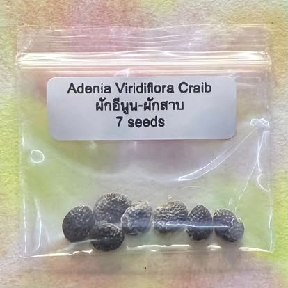 Adenia Viridiflora Craib / ผักอีนูน-ผักสาบ – Image 1