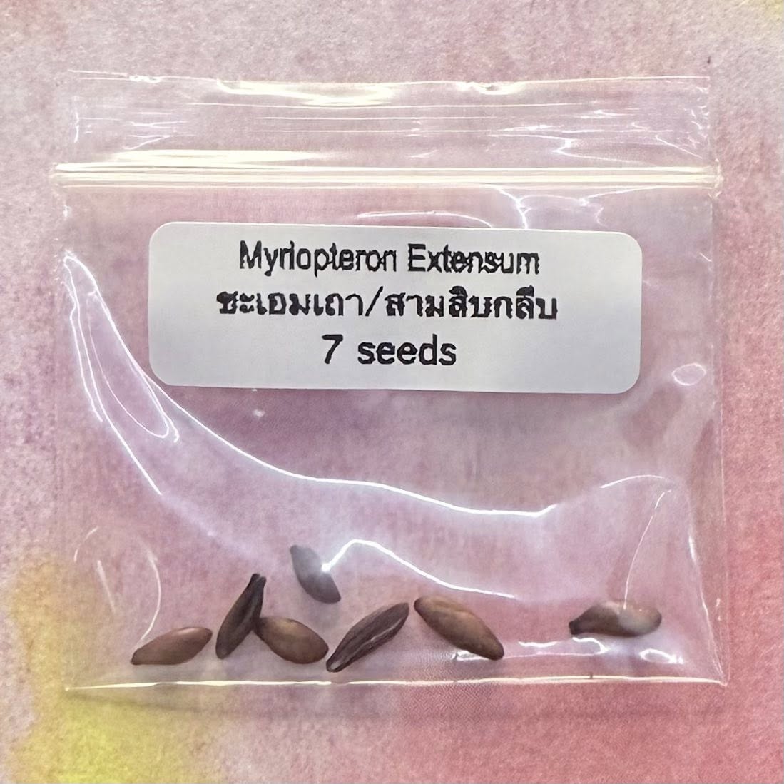 Myriopteron Extensum / ชะเอมเถา, สามสิ���กลีบ – Image 1