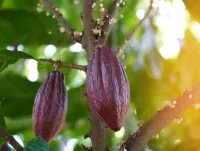 Sacred Raw Cacao – Image 6