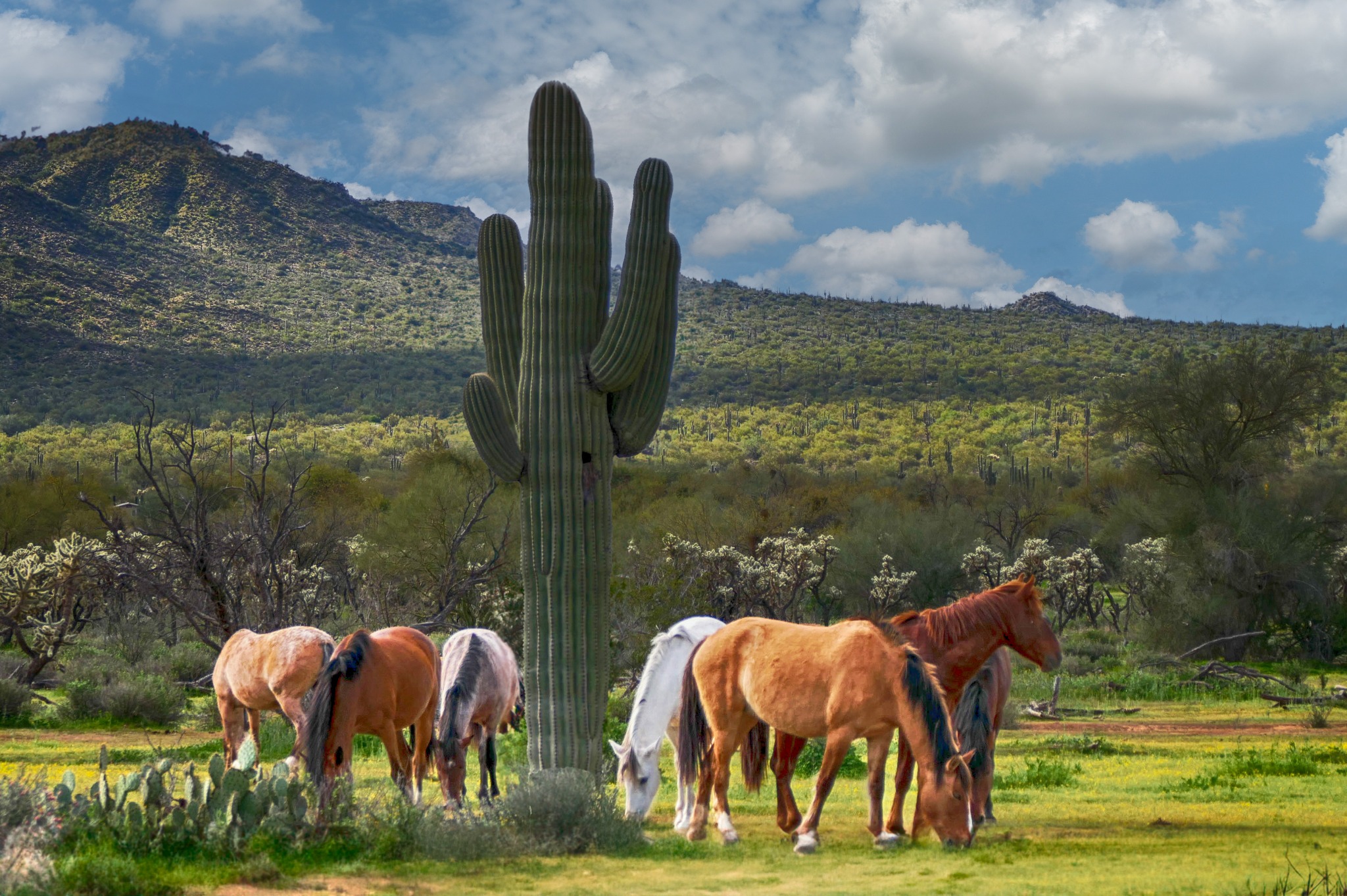 Desert Companions – Image 1