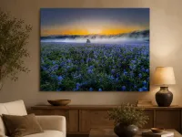 Bluebonnet Morning – Image 2
