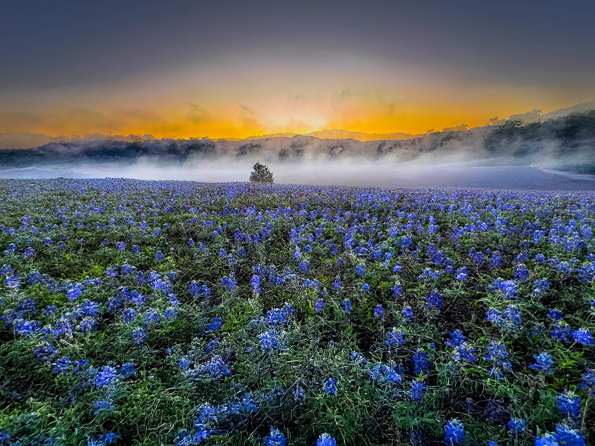 Bluebonnet Morning – Image 1