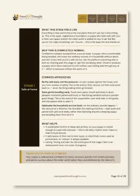Fearful to Fearless: Socialisation and Confidence Work for Your New Puppy – Image 4