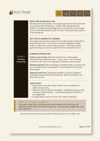 Nips to Nice: Bite Inhibition Training for Your New Puppy – Image 4