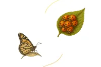 Family Bundle (Butterflies and Ladybugs) – Image 1