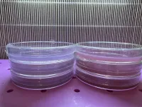 Agar Plates 10-Pack — Corn & Karo (Purple) – Image 1