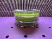 Agar Plates 10-Pack — Corn Potato Karo (Green) – Image 1