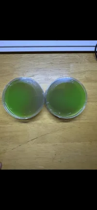 Green & Purple Agar Plate - 10 Pack – Image 1