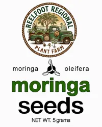 Moringa Seeds – Image 1