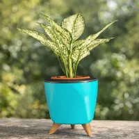 White Aglaonema Plant with Lagos Self-Watering Planter – Image 1