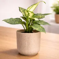 Snow White Aglaonema Plant with Ibiza Pot – Premium Indoor Decorative Plant – Image 1