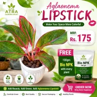Aglaonema Lipstick Plant with a FREE 100gm Bio NPK fertilizer – Image 1