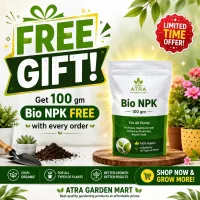 ZZ Plant – Low Maintenance Air Purifying Indoor Plant with Free Bio NPK – Image 2