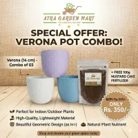 Verona Pot (14cm) (Pack of 03) – Image 1