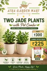 Two Jade Plants with Pot Combo + 100 Gm NPK – Image 1
