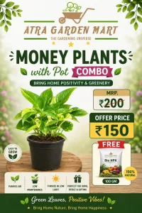 Money Plants with Pot Combo + FREE 100 GM Bio NPK – Image 1