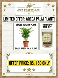 Areca Palm with FREE GIFT 100 gm NPK – Image 1