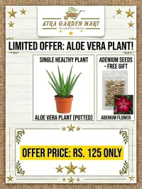Aloe vera Plant with FREE GIFT Adenium seeds – Image 1