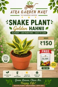 Golden Hahnii Snake Plant with FREE GIFT 100 gm NPK – Image 1