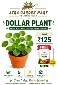 Dollar Plant with FREE GIFT 100g Bio NPK  – Image 1
