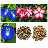 Special Gardening Starter Combo  – Image 2