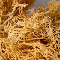 92 Essentials Wildcrafted Sea Moss – 1 pound, Gold