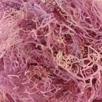 92 Essentials Wildcrafted Sea Moss – 1 pound, Pink