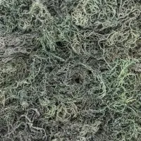 92 Essentials Wildcrafted Sea Moss – 1 pound, Green