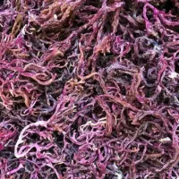 92 Essentials Wildcrafted Sea Moss – 1 pound, Purple