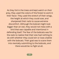 Owls and Cats – Image 10