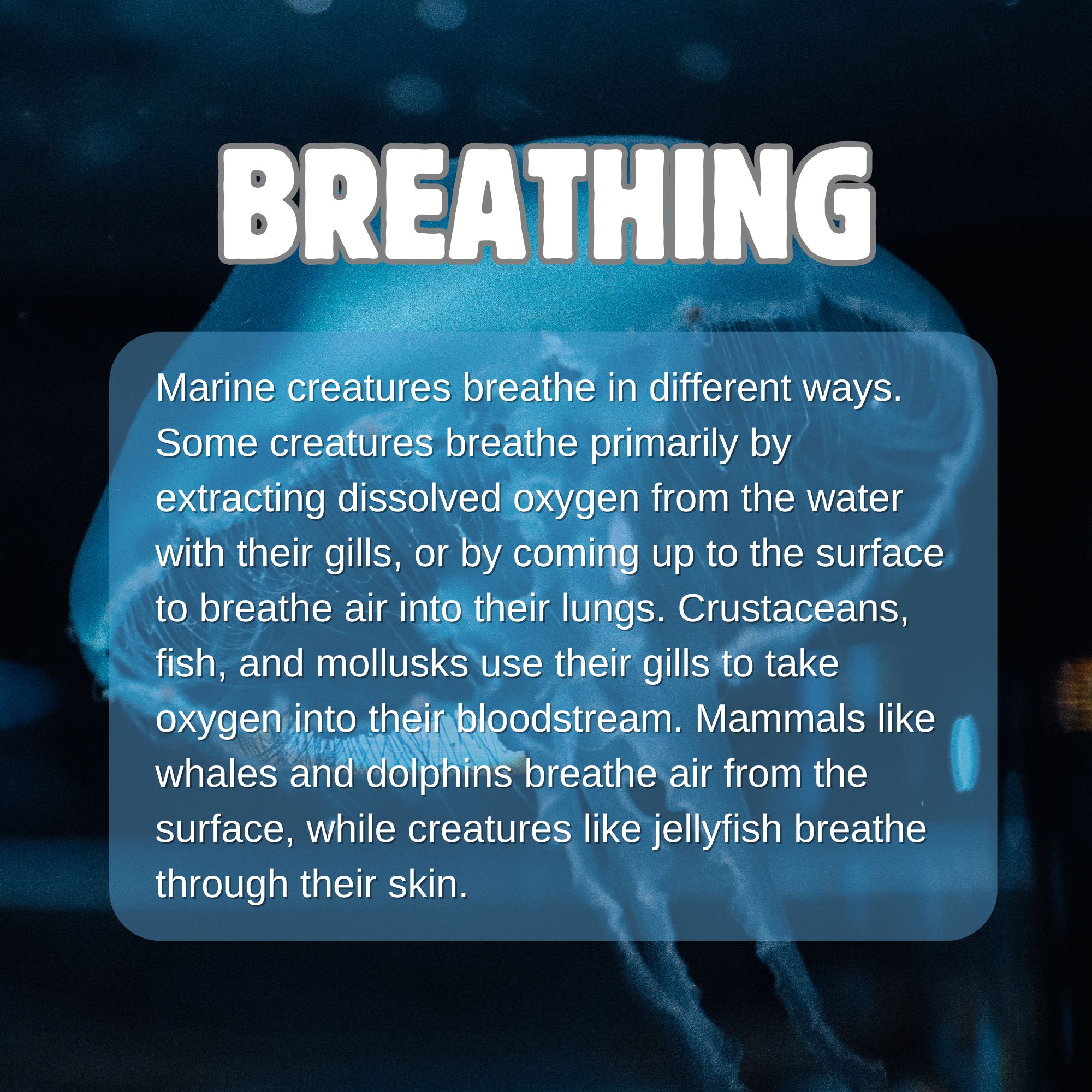 Under the Deep Blue Sea – Image 6