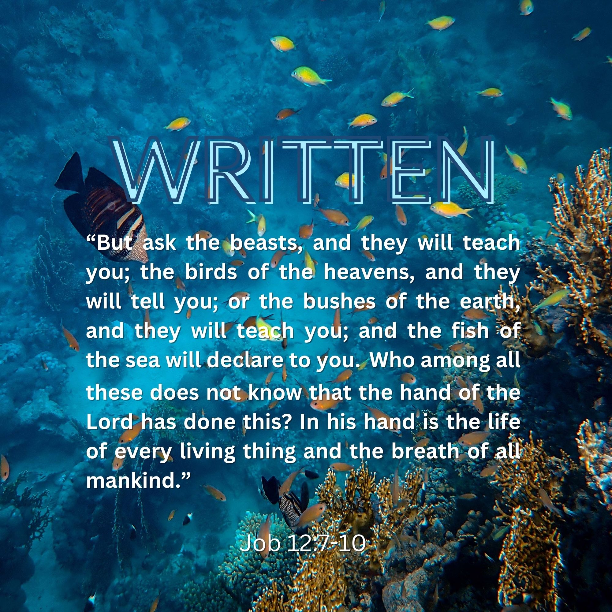 Under the Deep Blue Sea – Image 5