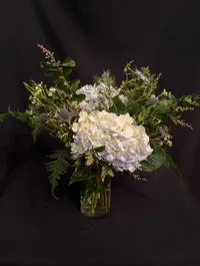 Garden hydrangeas – Regular