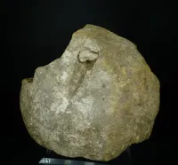 Dinosaur Bone in Septarian Nodule - Mount Carmel Junction, Utah – Image 5
