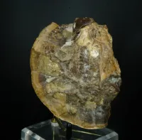Dinosaur Bone in Septarian Nodule - Mount Carmel Junction, Utah – Image 3