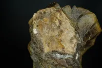Dinosaur Bone in Septarian Nodule - Mount Carmel Junction, Utah – Image 4