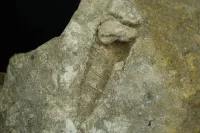 Dinosaur Bone in Septarian Nodule - Mount Carmel Junction, Utah – Image 6