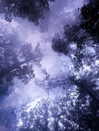 Up in the Trees | Limited Edition Fine Art Print – Image 1