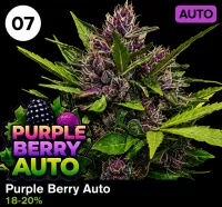 Purple Berry Auto – Image 1