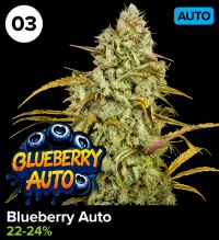 Blueberry Auto – Image 1