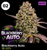Blackberry Auto – Image 1