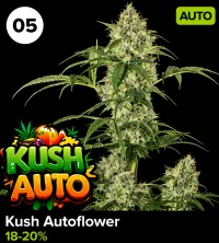 Kush Autoflower – Image 1