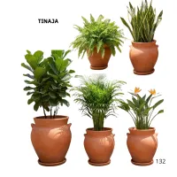 TINAJA – Image 1