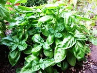 Basil – Image 2
