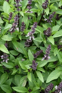 Cinnamon Basil – Image 2