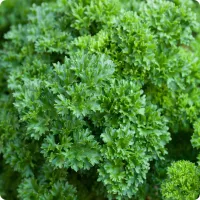Curly Parsley – Image 1